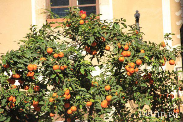 на сколько дают шенген в первый раз