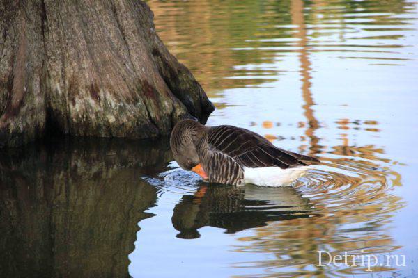утки в парке Цитадели