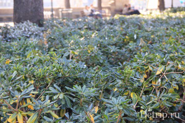 Зелень на площади в Барселоне