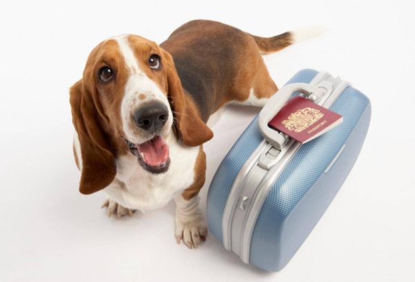 перевозка животных в аэрофлот