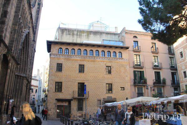 площадь сосны