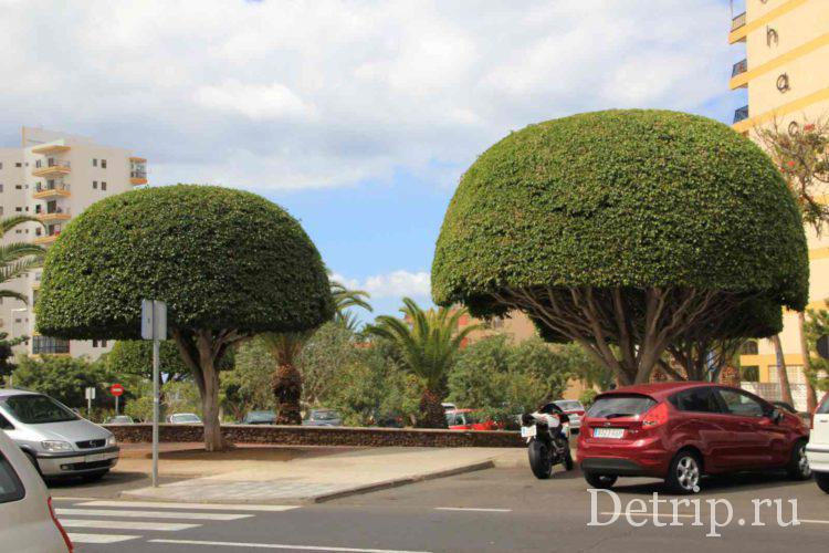 город Лос Кристианос