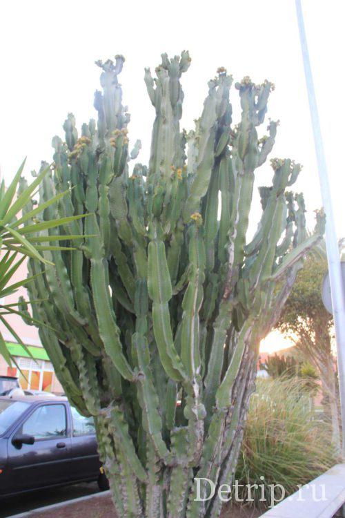 кактус Тенерифе