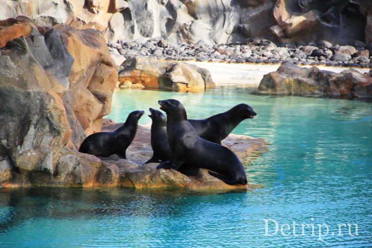 морские львы