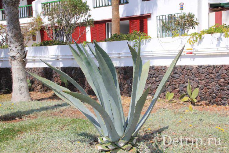 дома на тенерифе