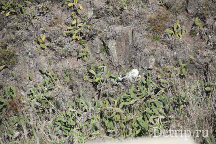 горная коза