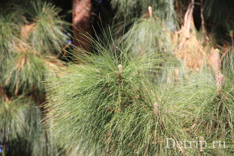 канарская сосна