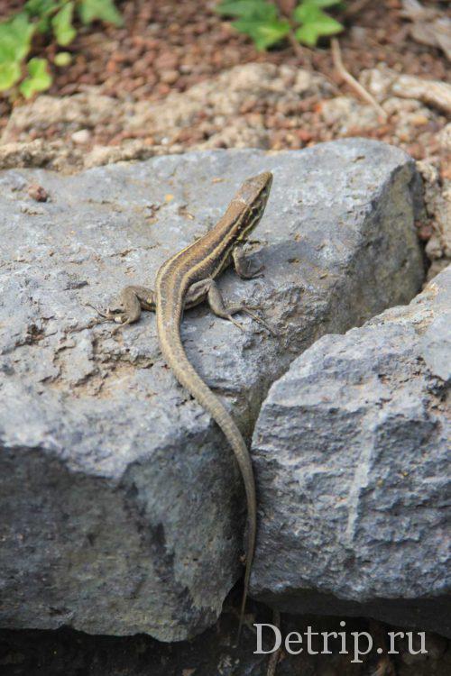 ящерица в парке