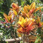 цветы на канарах