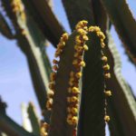 кактус в цвету