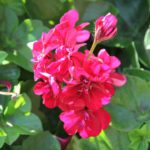 растения ла гомера