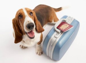 Перевозка животных в Аэрофлот